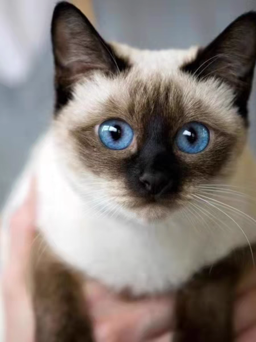 猫舍直销批发价格出售暹罗猫